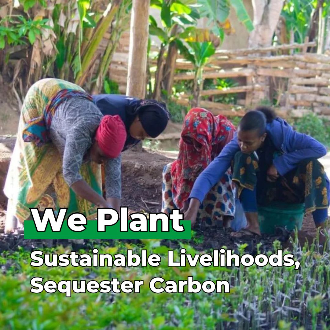 Gift Us a Forest – 200 Trees to Celebrate Our Love – “We Are Love Birds”
