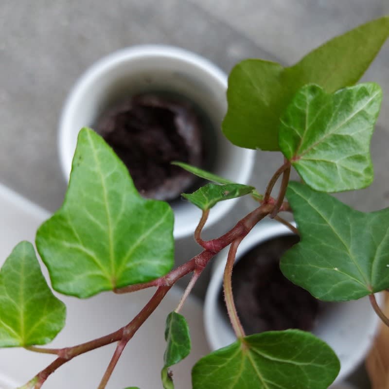 Pack of 50 Tree Kit Cups, We Plant 500 More Trees
