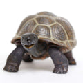 Tortoise Baby Toy