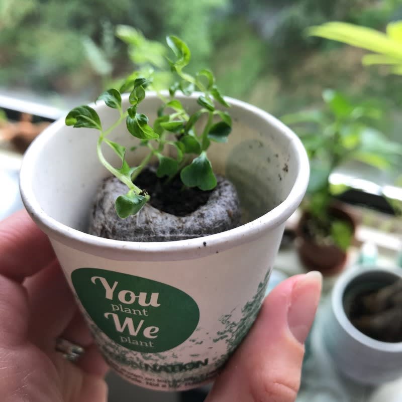 Pack of 50 Tree Kit Cups, We Plant 500 More Trees